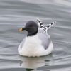 Sabine's Gull