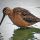 Long-billed Dowitcher