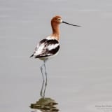 Breeding plumage - Radio Road Ponds, Redwood Shores, San Mateo County, California - May 13, 2012