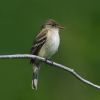 Alder Flycatcher