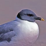 Adult in breeding plumage