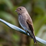 Siberian Flycatcher