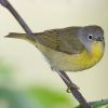 Nashville Warbler