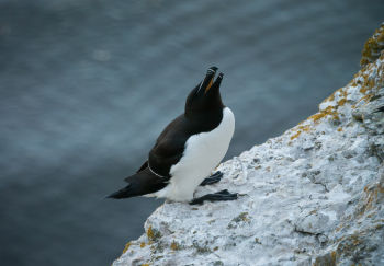 Razorbill