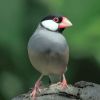 Java Sparrow