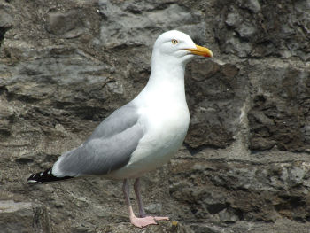 Adult plumage