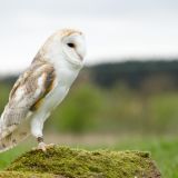 Barn Owl