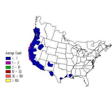 Townsend's Warbler winter distribution map