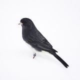 Dark-eyed Junco