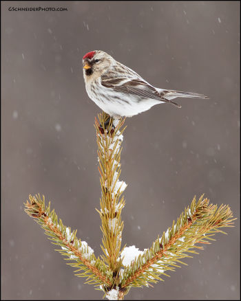 Hoary Redpoll