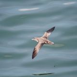 Sooty Shearwater