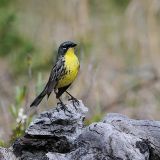 Kirtland's Warbler