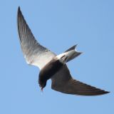 In flight - Missisquoi National Wildlife Refuge - Swanton, Vermont, US - June 19, 2012