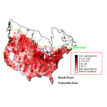 Rock Pigeon distribution map