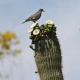 On Blooming Saguaro