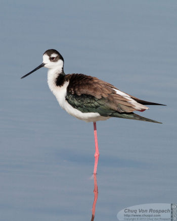 Female - Merced County, California, US - February 6, 2011