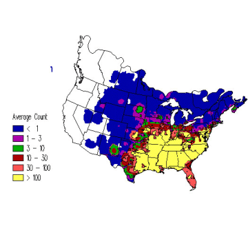 Common Grackle winter distribution map