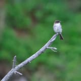 Eastern Phoebe out on a limb
