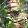 Key West Quail-Dove