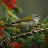 At Savegre Lodge, Costa Rica