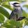 Blackpoll Warbler