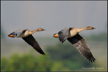 In flight