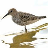 Dunlin