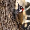 Arizona Woodpecker