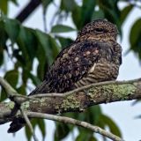 Lesser Nighthawk