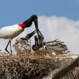 Jabiru at nest