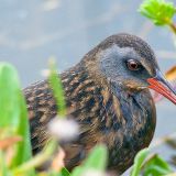 Virginia Rail