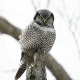 Northern Hawk-Owl