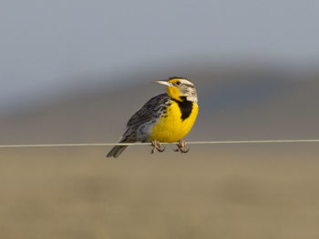 Western Meadowlark