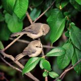 Pair of Bushtits