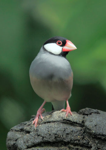 Java Sparrow