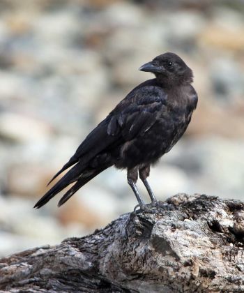 Northwestern Crow