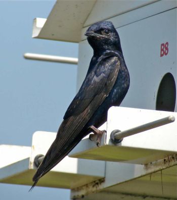 Male - Madison, Connecticut, US - July 28, 2010