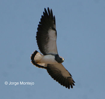 In flight