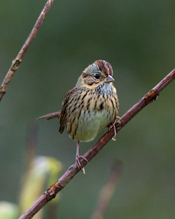 Lincoln's Sparrow