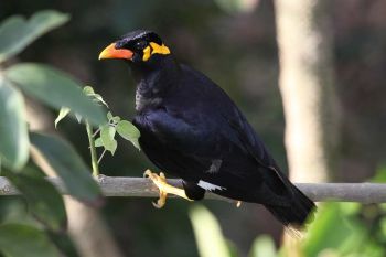 Hill Myna