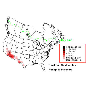 Black-tailed Gnatcatcher distribution map