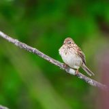 Vesper Sparrow in winter