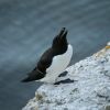 Razorbill