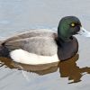 Greater Scaup