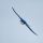 Tree Swallow