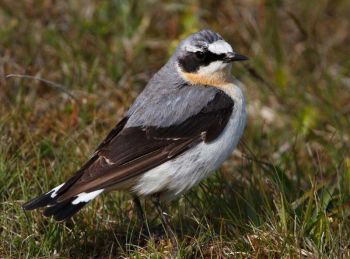 Breeding plumage - Vestmannaeyjar, Vestmannaeyjar, Iceland - June 16, 2011