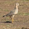 Buff-breasted Sandpiper