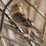 Le Conte's Sparrow