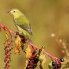 Tennessee Warbler