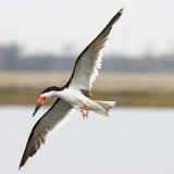 Bolsa Chica Conservancy in Huntington Beach, California